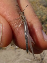 Creoleon lugdunensis