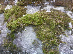 Homalothecium sericeum