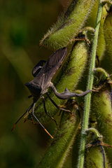 Anoplocnemis curvipes