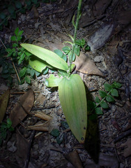 Peristylus lacertifer