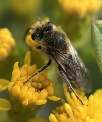 Colletes simulans armatus