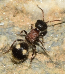 Bidecoloratilla iberica