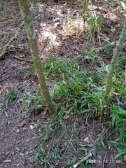 Cyperus albostriatus