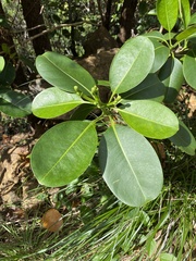Fagraea berteroana