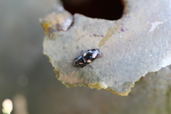 Glischrochilus quadrisignatus