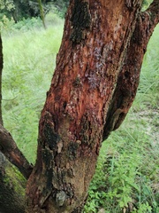 Arbutus xalapensis