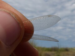 Creoleon lugdunensis