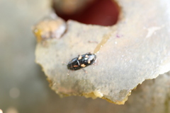 Glischrochilus quadrisignatus