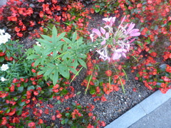 Cleome houtteana