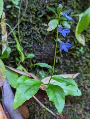 Lobelia amoena