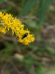Lebia viridis