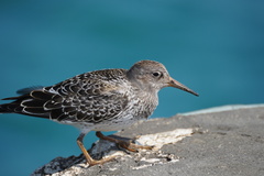Calidris maritima