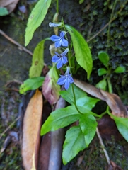 Lobelia amoena
