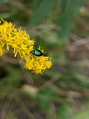Lebia viridis