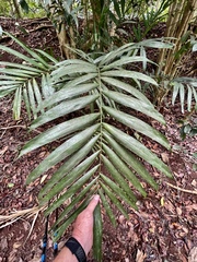 Ptychosperma macarthurii