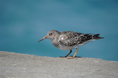 Calidris maritima