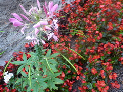 Cleome houtteana
