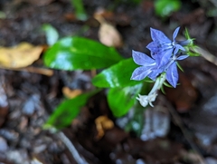 Lobelia amoena