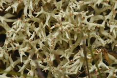 Cladonia uncialis