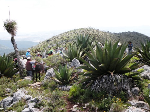 Agave atrovirens