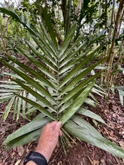 Ptychosperma macarthurii