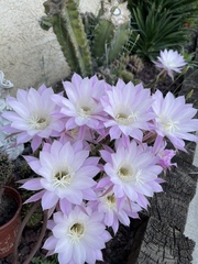 Echinopsis oxygona