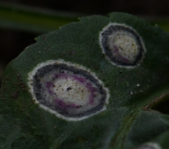 Botryosphaeria dothidea