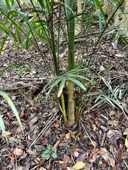 Ptychosperma macarthurii