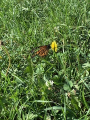 Danaus plexippus