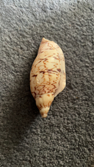 Alcithoe arabica