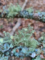 Usnea strigosa