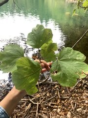 Acer opalus obtusatum