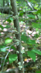 Trametes conchifer
