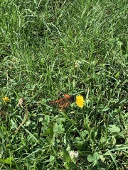 Danaus plexippus