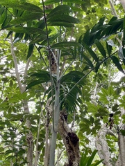 Ptychosperma macarthurii