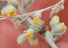 Chrysomeloidea