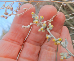 Chrysomeloidea