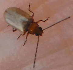 Chrysomeloidea