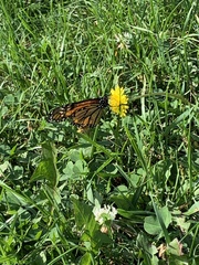 Danaus plexippus