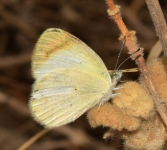 Colotis evagore