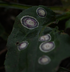 Botryosphaeria dothidea