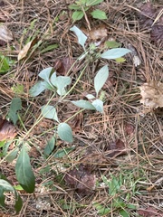 Pycnanthemum albescens