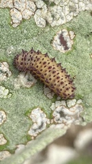 Asphaera abdominalis