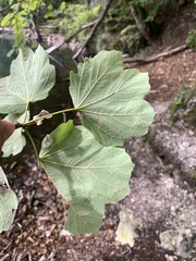 Acer opalus obtusatum