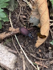 Scaphinotus angusticollis