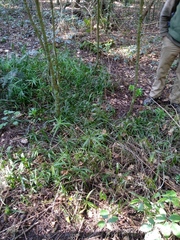 Cyperus albostriatus