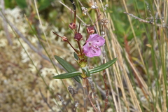 Kalmia microphylla