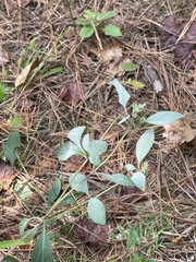 Pycnanthemum albescens