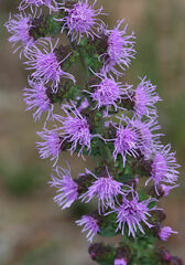 Liatris squarrulosa