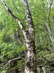 Acer opalus obtusatum